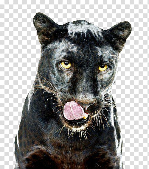 Leopard Black panther GIF Dog , leopard transparent background PNG clipart