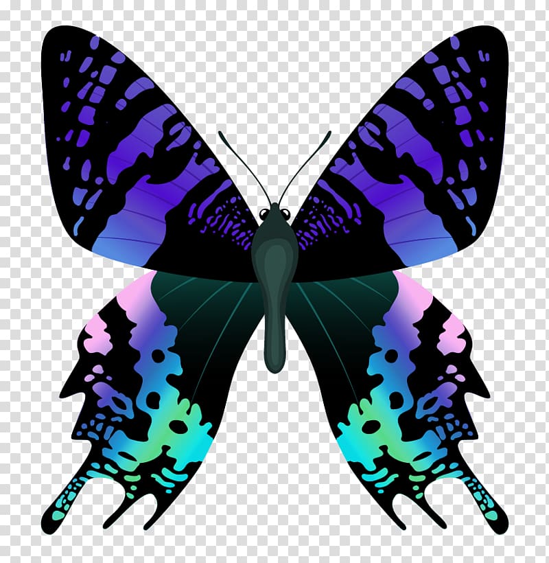 black, blue, green, and pink butterfly illustration, Butterfly Nymphalidae Papilio protenor Papilio bianor Chrysiridia rhipheus, Butterfly transparent background PNG clipart