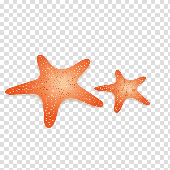 Starfish Euclidean Yellow Benthic zone, Yellow starfish transparent background PNG clipart