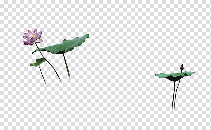 Computer file, Lotus,Lotus leaf transparent background PNG clipart