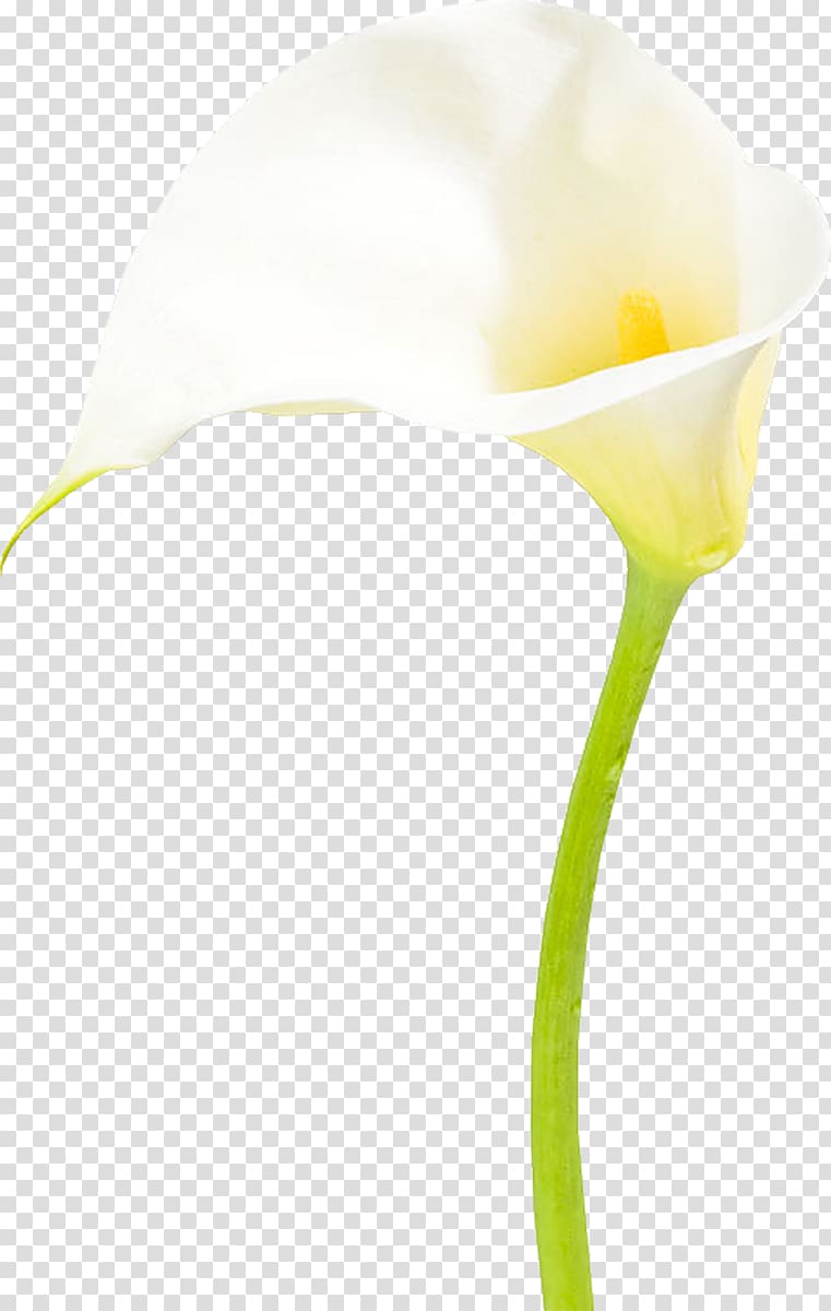 Drawing Cut flowers Moth orchids, others transparent background PNG clipart