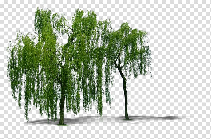 plant willow trees transparent background PNG clipart