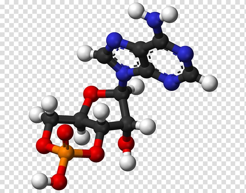 Ball-and-stick model Adenosine diphosphate Molecule Adenosine triphosphate Cyclic adenosine monophosphate, atp transparent background PNG clipart