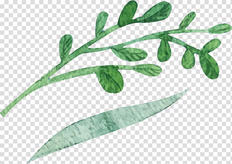 Watercolor painting Leaf, leaf transparent background PNG clipart