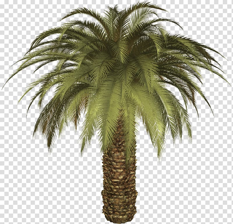 green palm plant, Big Palm Tree transparent background PNG clipart