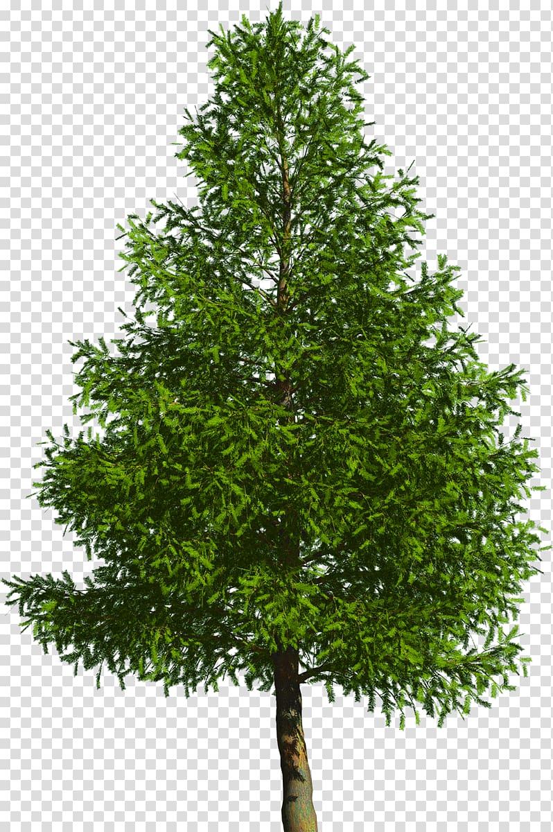 Evergreen Tree Pine Douglas fir, tree transparent background PNG clipart