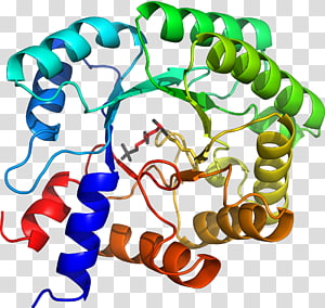 Organism Human behavior Body Jewellery Line, line transparent background PNG clipart thumbnail