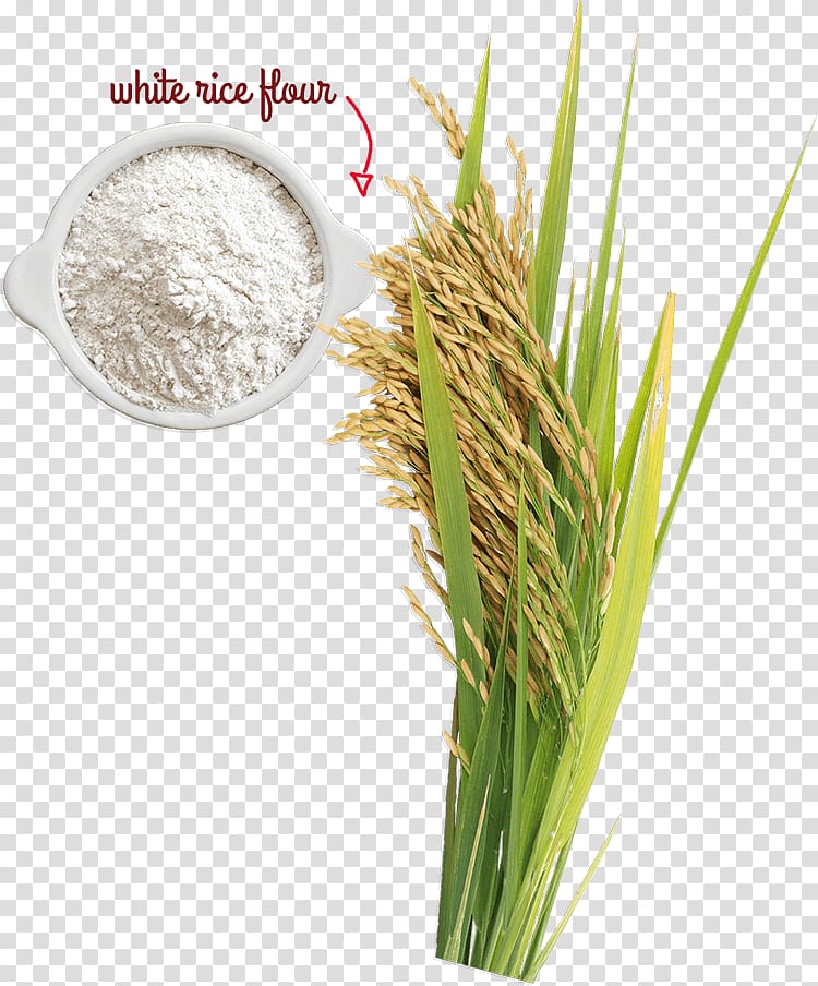 Cereal germ Rice Ingredient Grain, unhusked rice transparent background PNG clipart