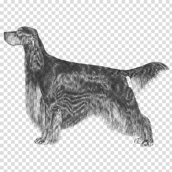 Field Spaniel English Setter Russian Spaniel Gordon Setter Dog breed, dutch shepherd transparent background PNG clipart