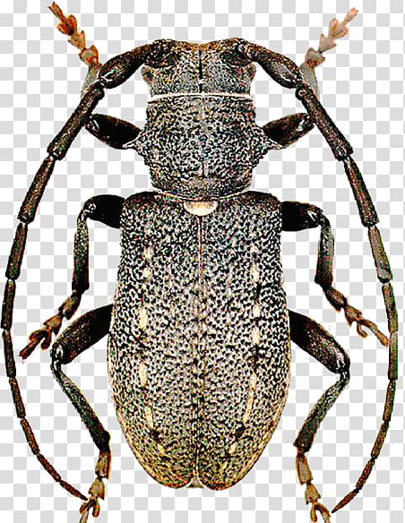 Weevil Longhorn beetle Scarab Terrestrial animal, beetle transparent background PNG clipart