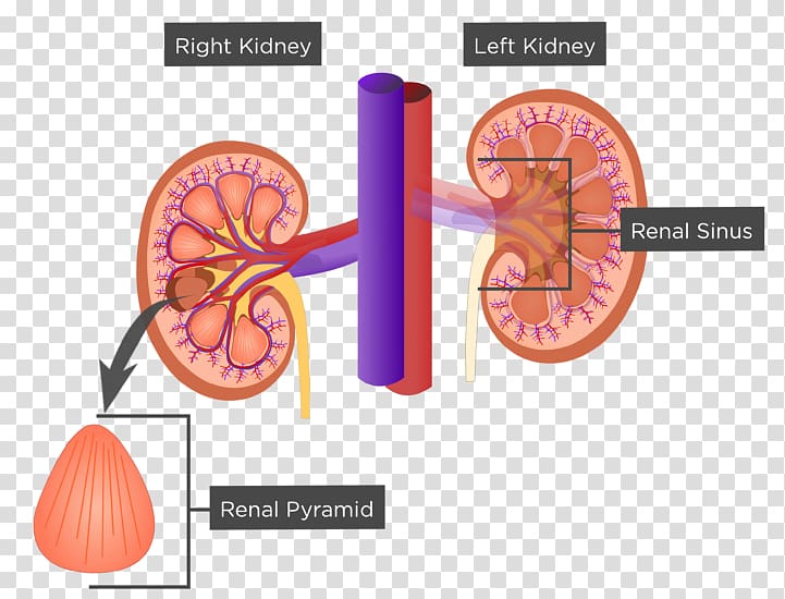 Organ Kidney Renal hilum Renal sinus Anatomy, kidney transparent background PNG clipart