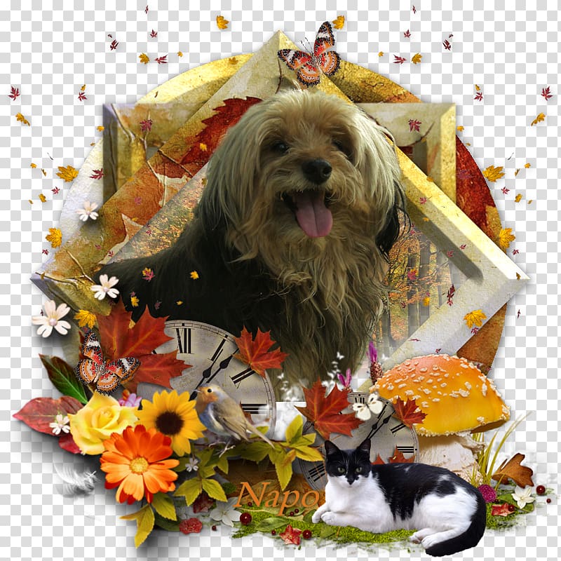 Schnoodle Cairn Terrier Dog breed Shih Tzu Lhasa Apso, puppy transparent background PNG clipart