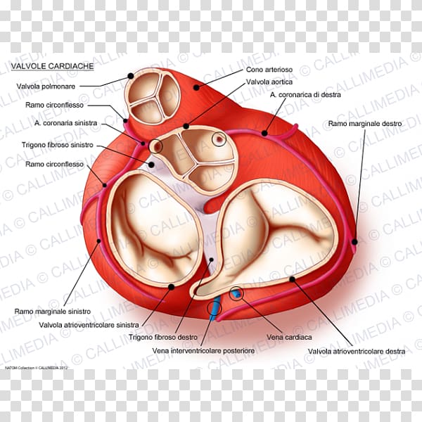 Heart valve Anatomy Mitral valve, heart transparent background PNG clipart