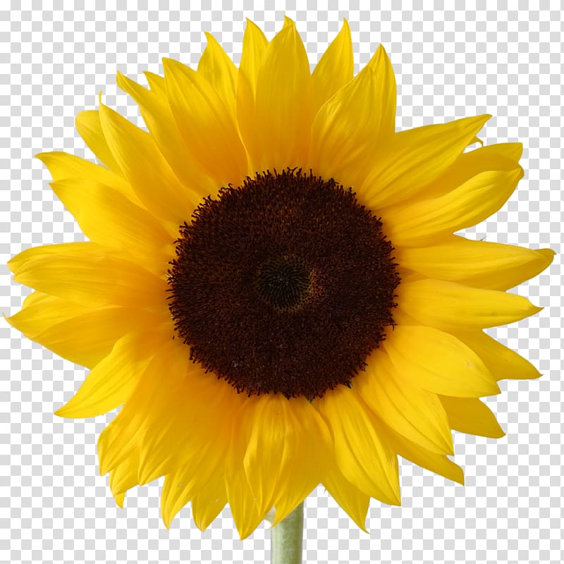 Sunflower, Desktop , Icon Free