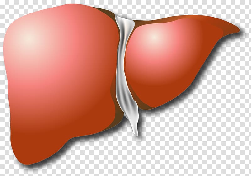 Fatty liver Fatty liver Blood Organ, liver transparent background PNG clipart
