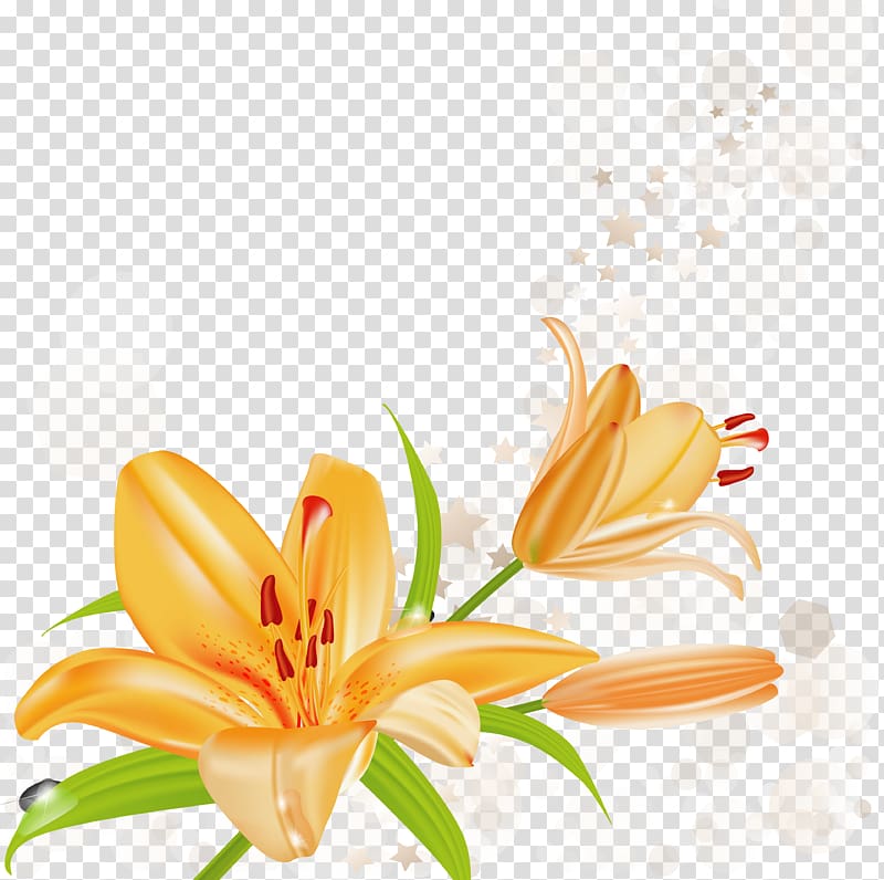 Lilium bulbiferum Tiger lily Arum-lily , cherry blossom transparent background PNG clipart