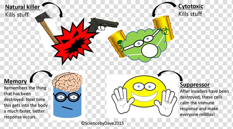 Regulatory T cell Cytotoxic T cell Cancer cell Natural killer cell, immune system transparent background PNG clipart