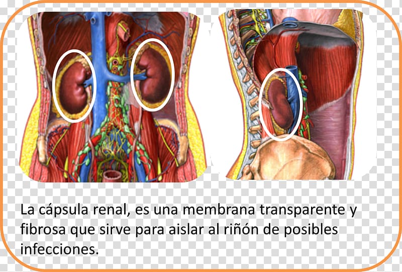 Kidney Blood vessel Extracellular fluid Ableitende Harnwege, wordings transparent background PNG clipart