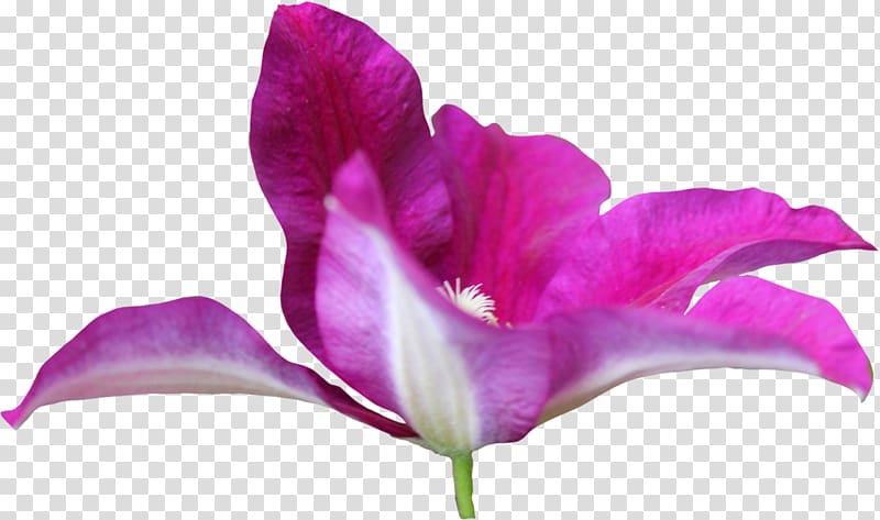 Iris family Irises Pink M Close-up Petal, pink 8 march transparent background PNG clipart