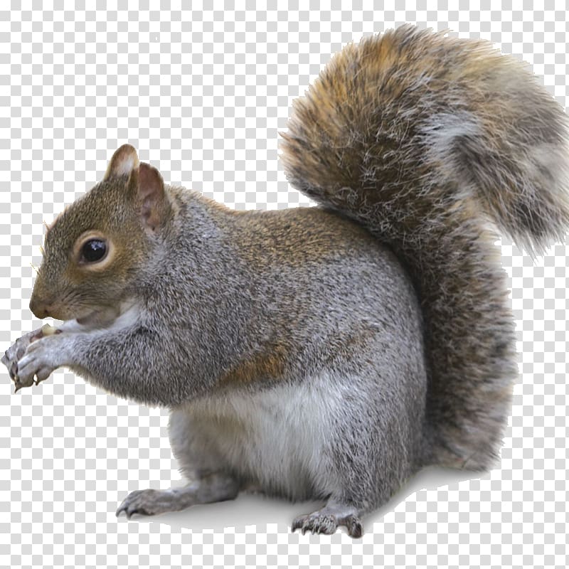 Fox squirrel Trapping Southern flying squirrel Fur, squirrel transparent background PNG clipart