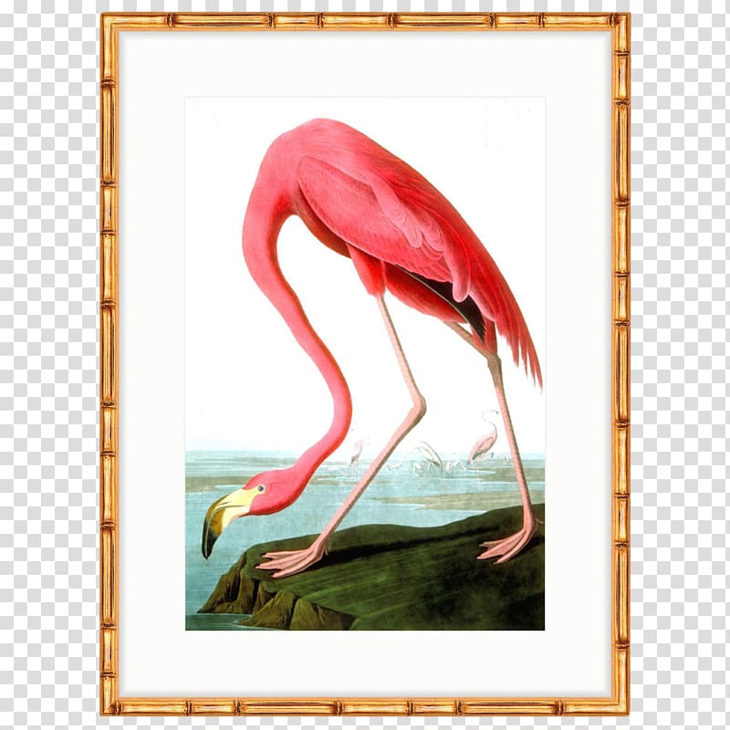 The Birds of America American flamingo National Audubon Society, flamingos transparent background PNG clipart