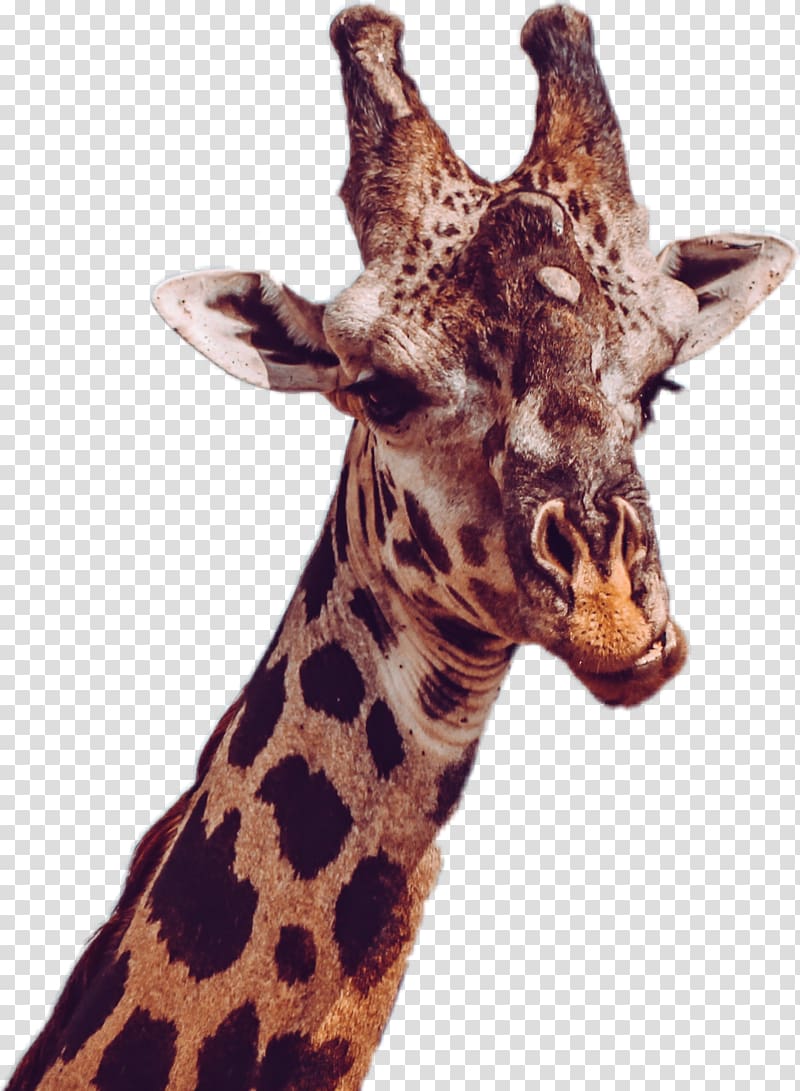 Baby Giraffes South Luangwa National Park Luangwa River African wild dog Northern giraffe, giraff transparent background PNG clipart