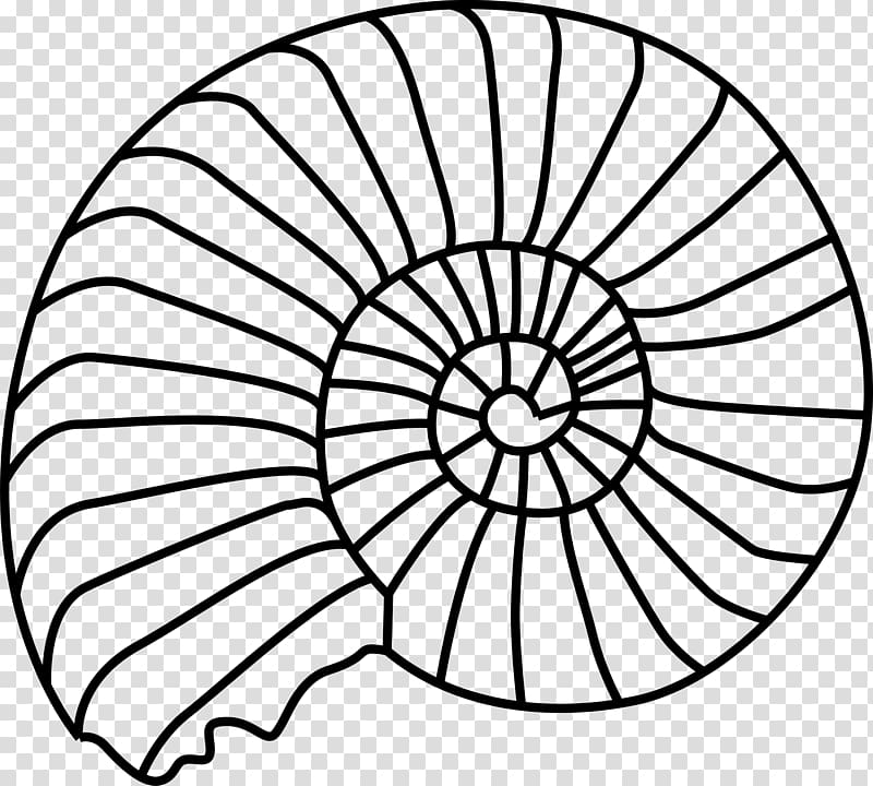 Fossil Trochitenkalk Formation Trilobite , seashell transparent background PNG clipart