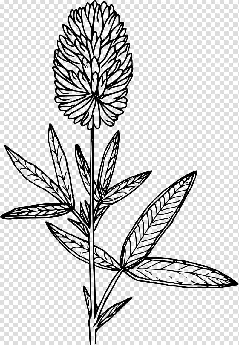 Plant stem Line art Leaf, clover transparent background PNG clipart