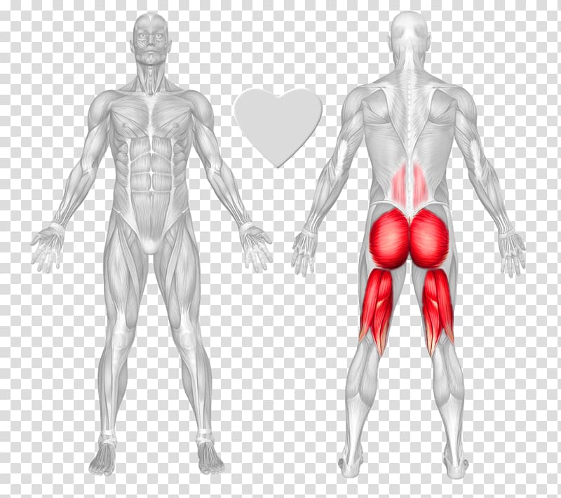 Exercise Squat Gluteus maximus Erector spinae muscles Gluteal muscles, bridge transparent background PNG clipart