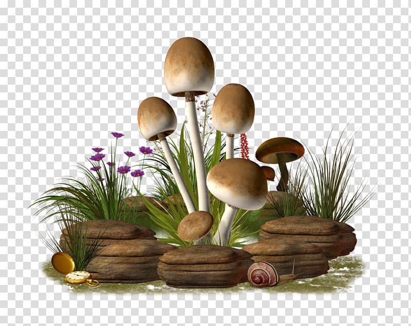 Mushroom , Mushroom transparent background PNG clipart
