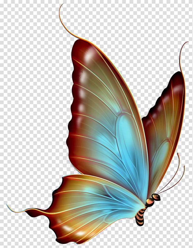 Butterfly , Brown and Blue Butterfly , blue and brown butterfly transparent background PNG clipart