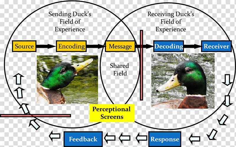 Mallard Duck Bird Animal Information, simple bird transparent background PNG clipart
