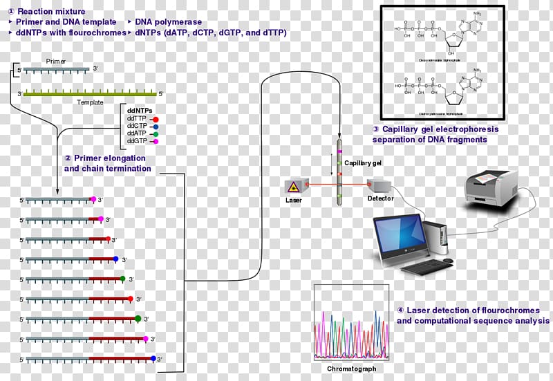 DNA sequencing Sanger sequencing Dideoxynucleotide Nucleic acid sequence, others transparent background PNG clipart