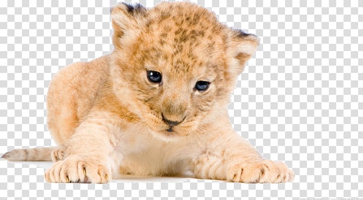 White lion Tiger Desktop Cat, lion transparent background PNG clipart