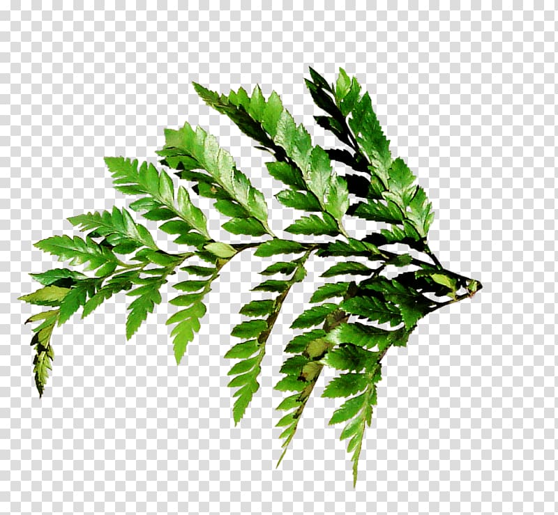 Weed , green leaf border transparent background PNG clipart