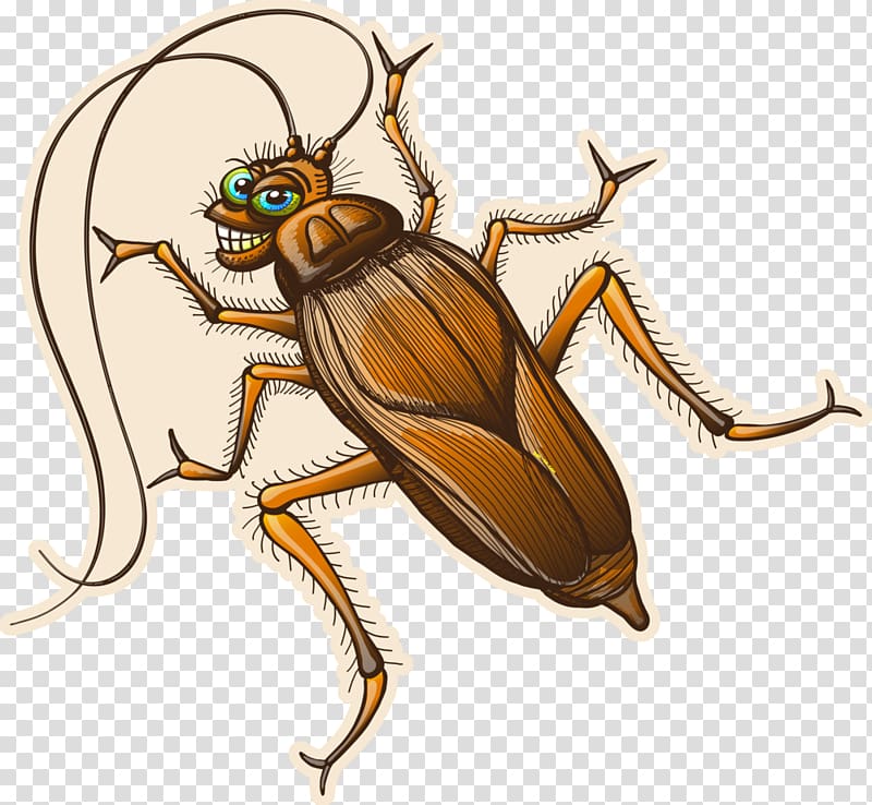 Cockroach Insect Pest Drawing, cockroach transparent background PNG clipart