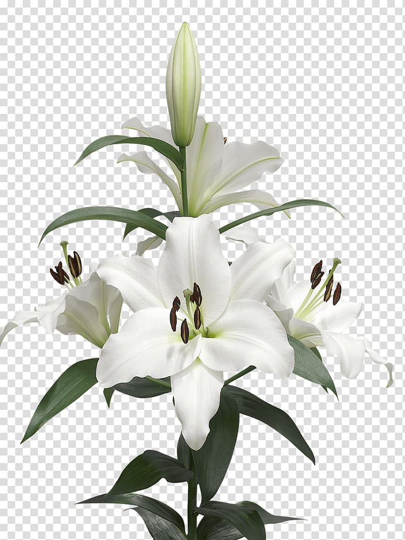Lilium candidum Cut flowers White Bulb, callalily transparent background PNG clipart