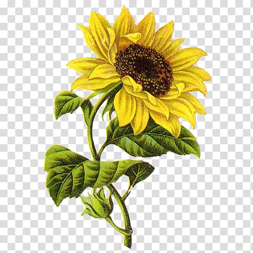 yellow sunflower illustration, Common sunflower Drawing Sketch, sunflower transparent background PNG clipart