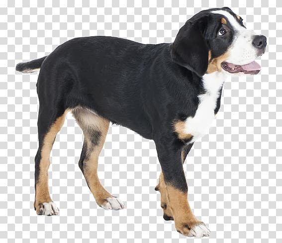 Bernese entlebucher hot sale