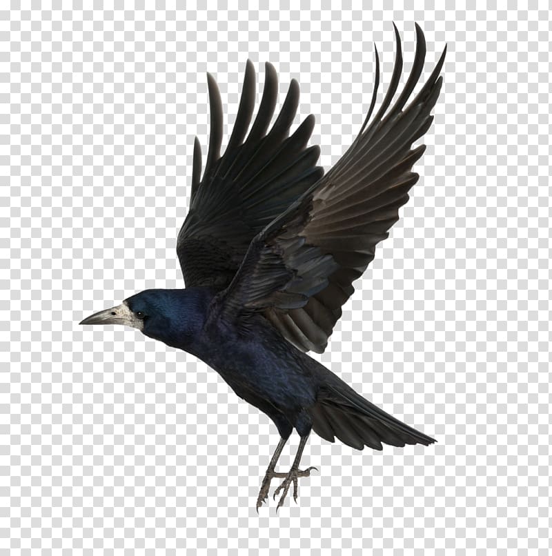 black crow, Common raven As the Crow Flies , crow transparent background PNG clipart