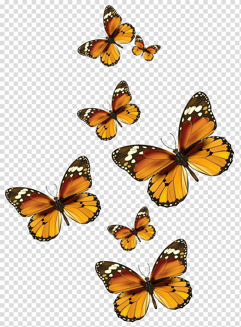 Butterfly Papua New Guinea Flight Bird, Butterflies , brown butterflies illustrations transparent background PNG clipart