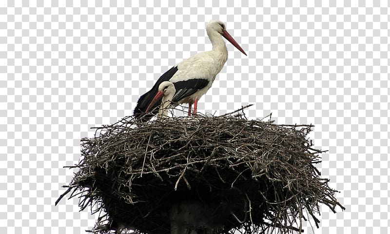 two white-and-black birds inside nest, Stork Nest transparent background PNG clipart
