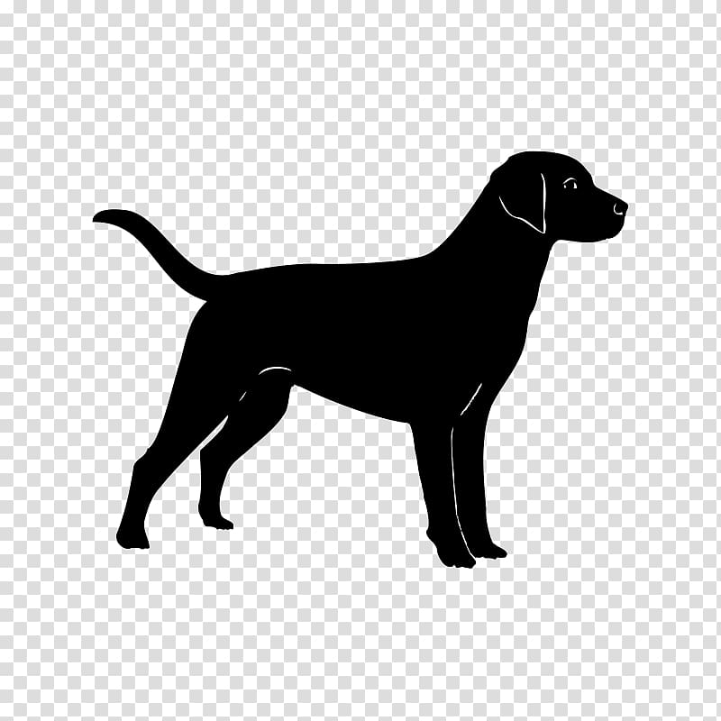 Labrador Retriever Golden Retriever Puppy French Bulldog German Shepherd, golden retriever transparent background PNG clipart