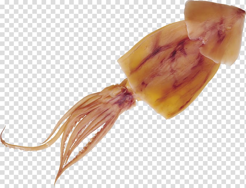 Squid as food Octopus , shrimps transparent background PNG clipart