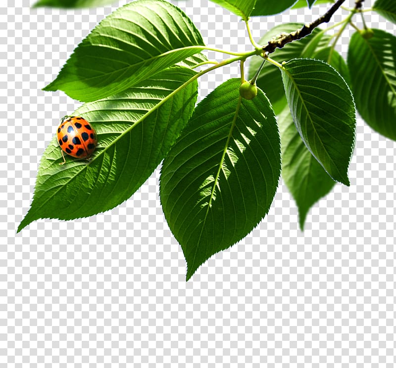 Ladybird Elements, Hong Kong Green, Green leaves Ladybug transparent background PNG clipart