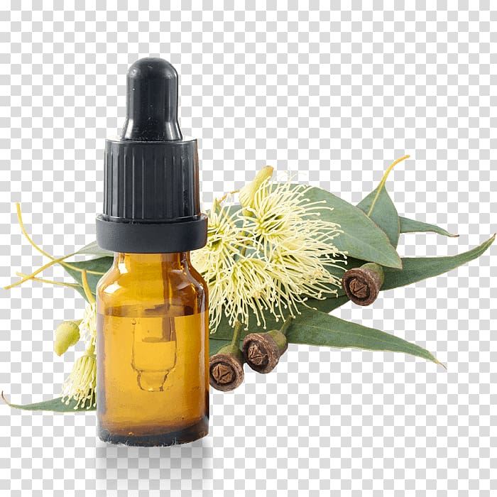 Eucalyptus smithii Eucalyptus oil Eucalyptus globulus Olbas Oil, eucalyptus transparent background PNG clipart