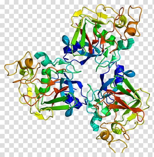 FCN1 Fibrinogen Protein Ficolin Single-nucleotide polymorphism, others transparent background PNG clipart