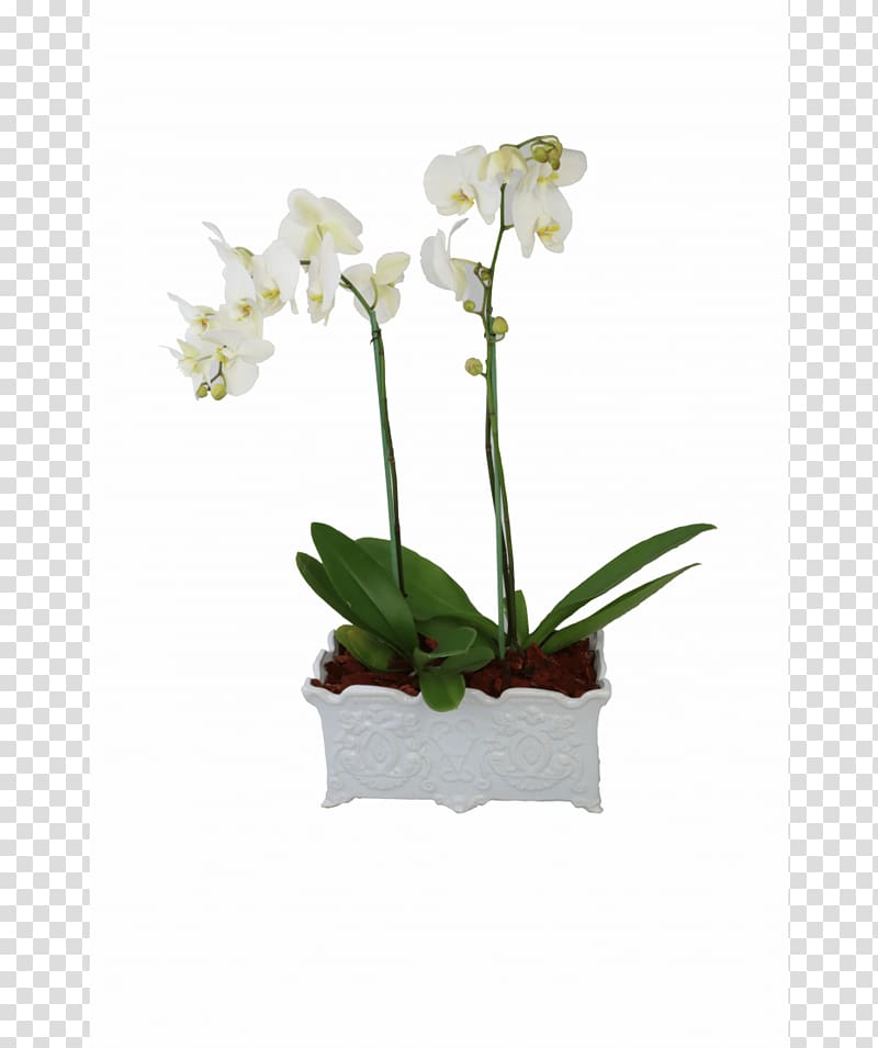 Moth orchids Flower Plant Floral design, flower transparent background PNG clipart