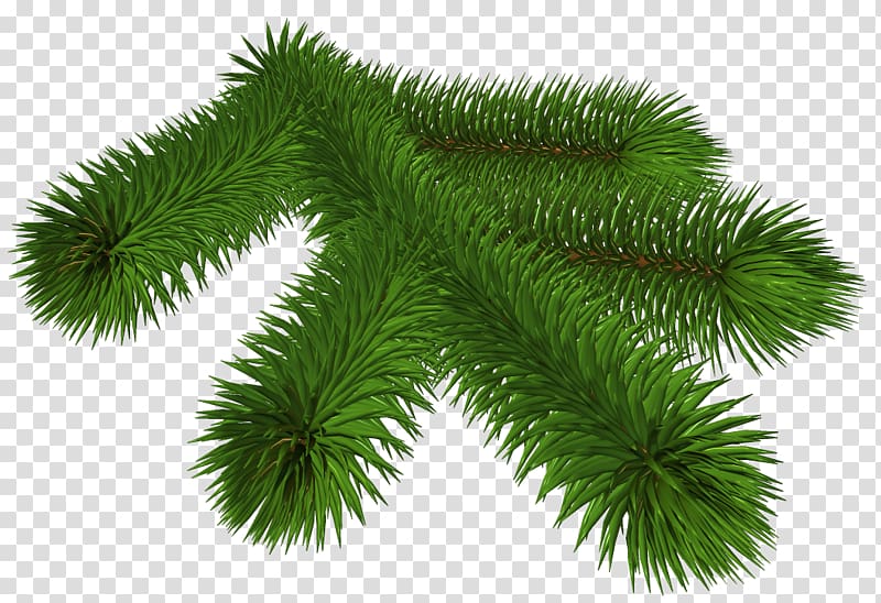 green plant, Pine Branch , Pine Branch 3D transparent background PNG clipart