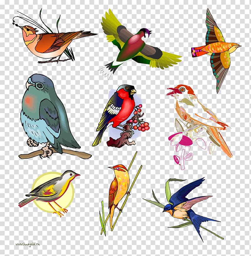 Bird Day Parrot Parakeet Beak, birds transparent background PNG clipart